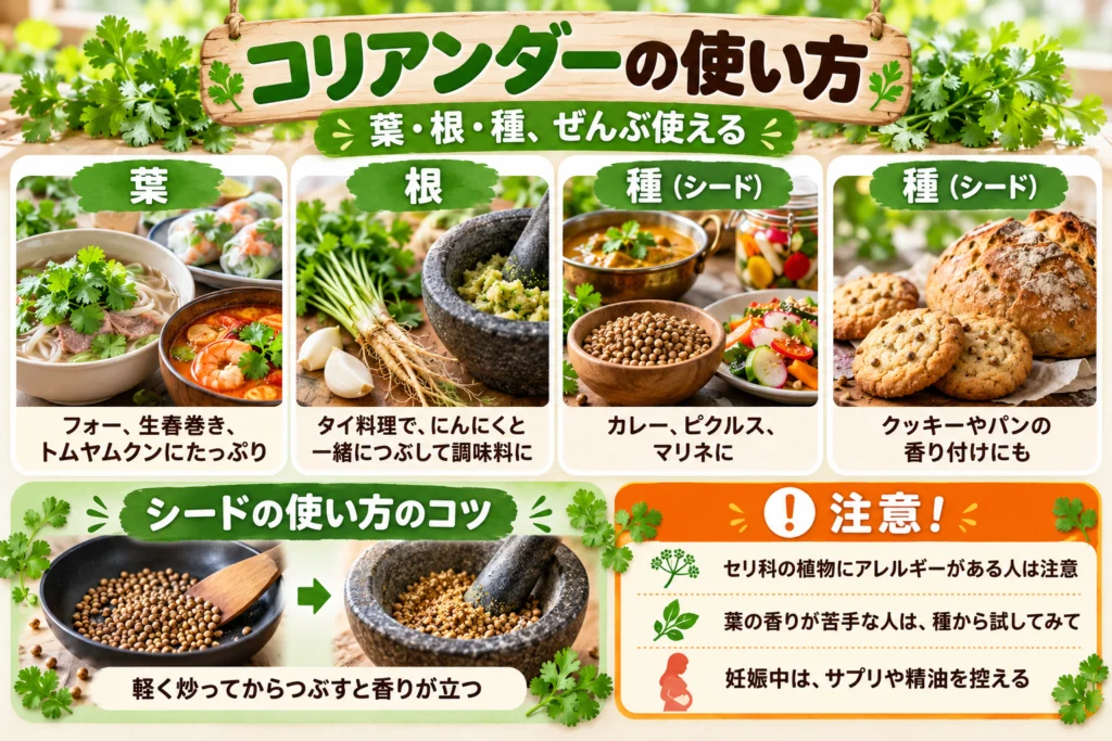 コリアンダーの使い方(パクチー料理・コリアンダーシード)