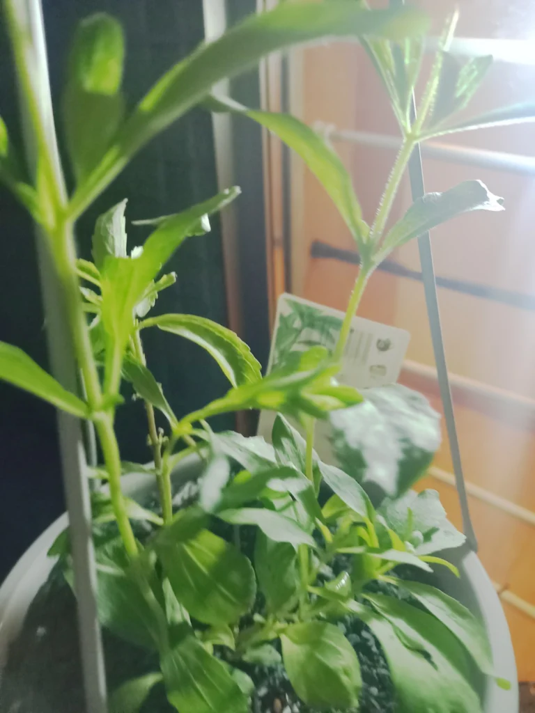 投稿された写真
