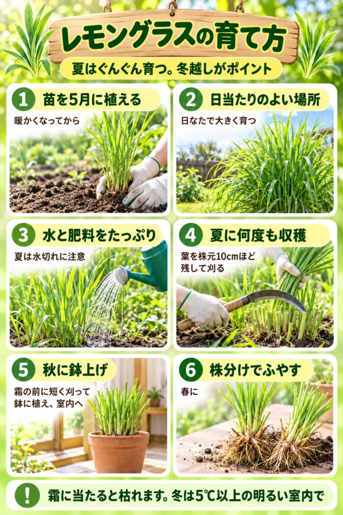 レモングラスの育て方
