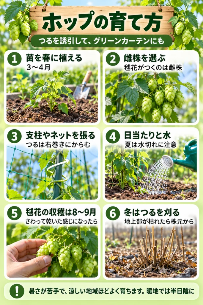 ホップの育て方