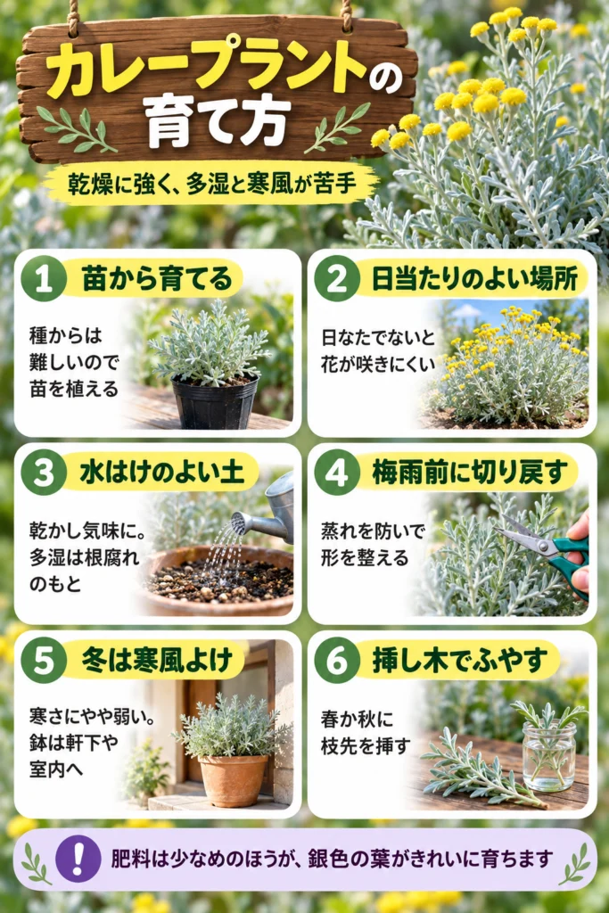 カレープラントの育て方
