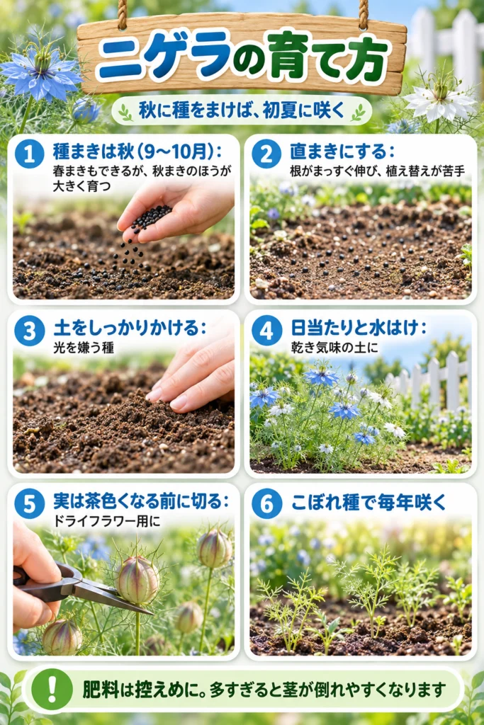 ニゲラの育て方