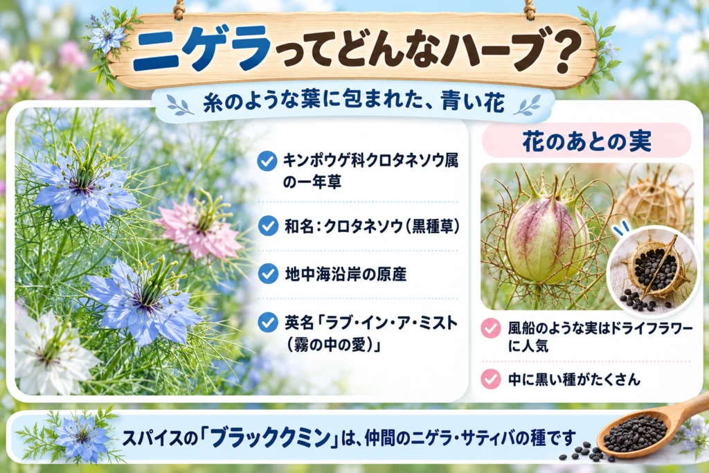 ニゲラ（クロタネソウ）とは？霧の中の愛と呼ばれる花