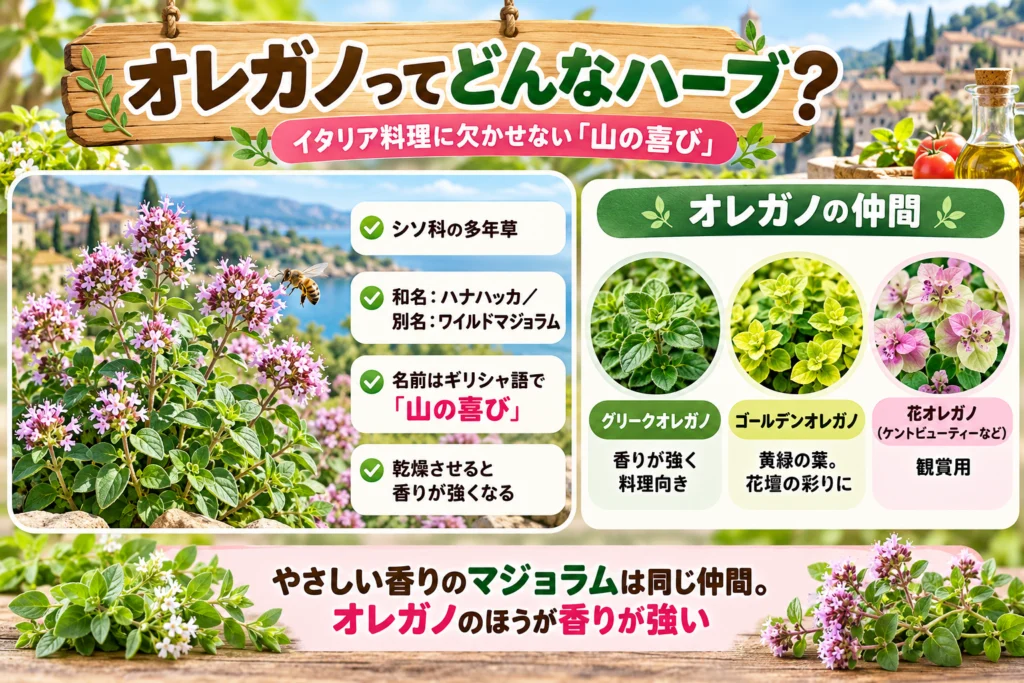 オレガノとは?特徴とマジョラムとの違い