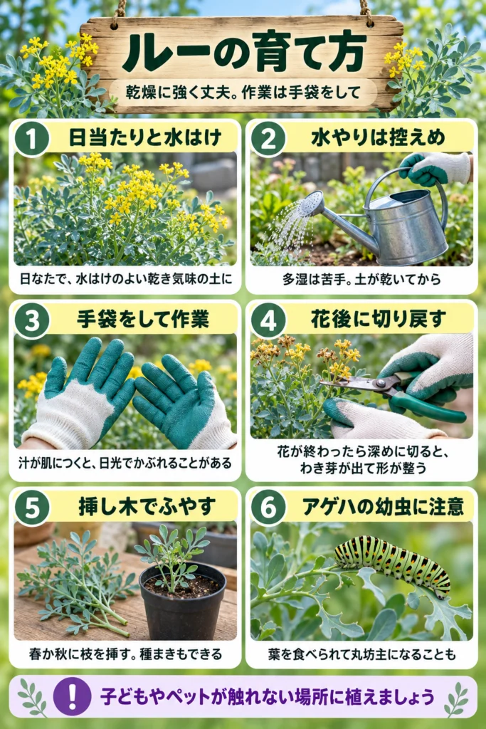 ルーの育て方