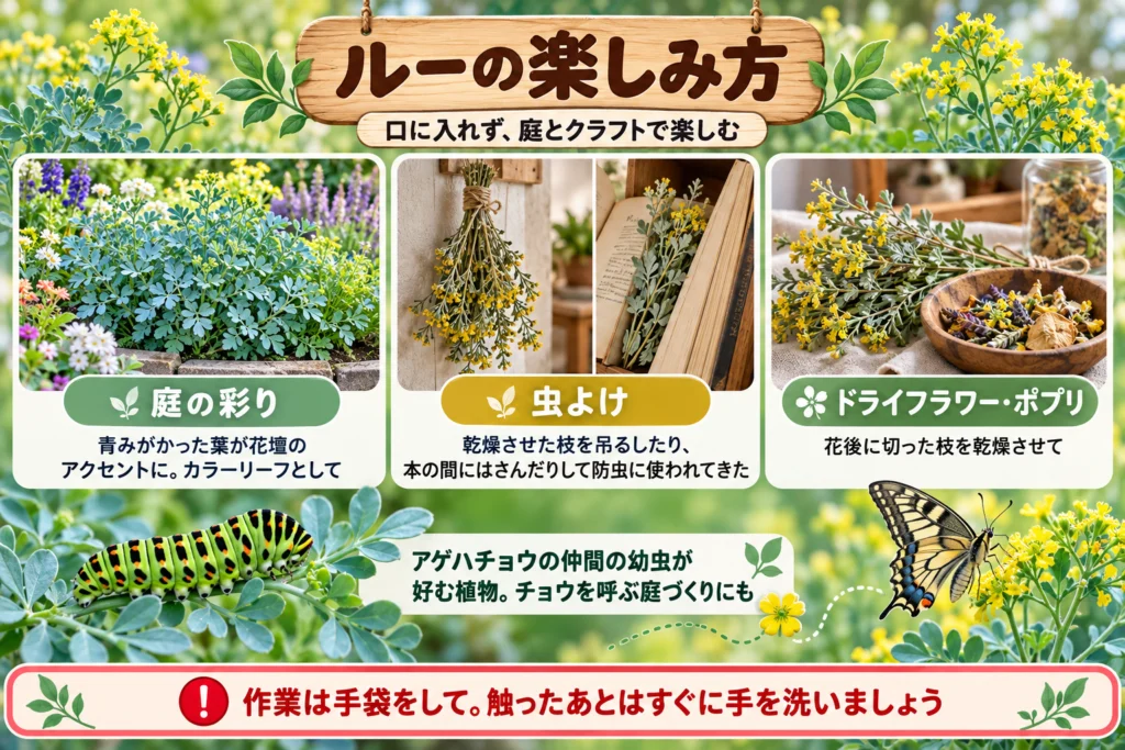 ルーの楽しみ方（観賞・虫よけ・ドライフラワー）
