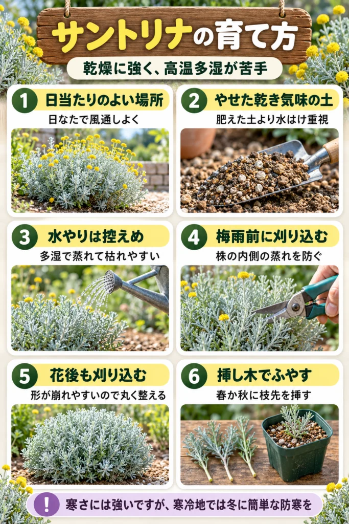 サントリナの育て方