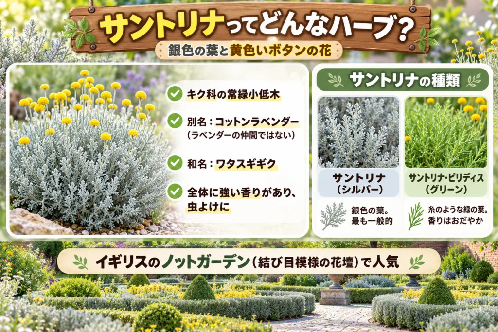 サントリナ（コットンラベンダー）とは？特徴と種類