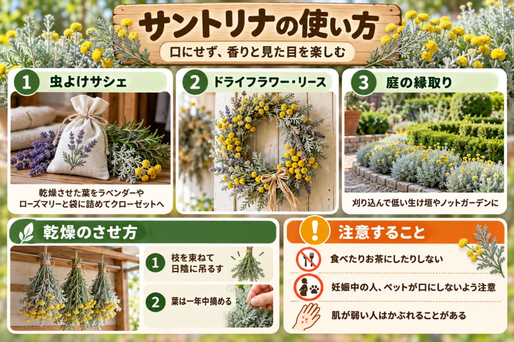 サントリナの使い方（虫よけサシェ・ドライフラワー・庭）