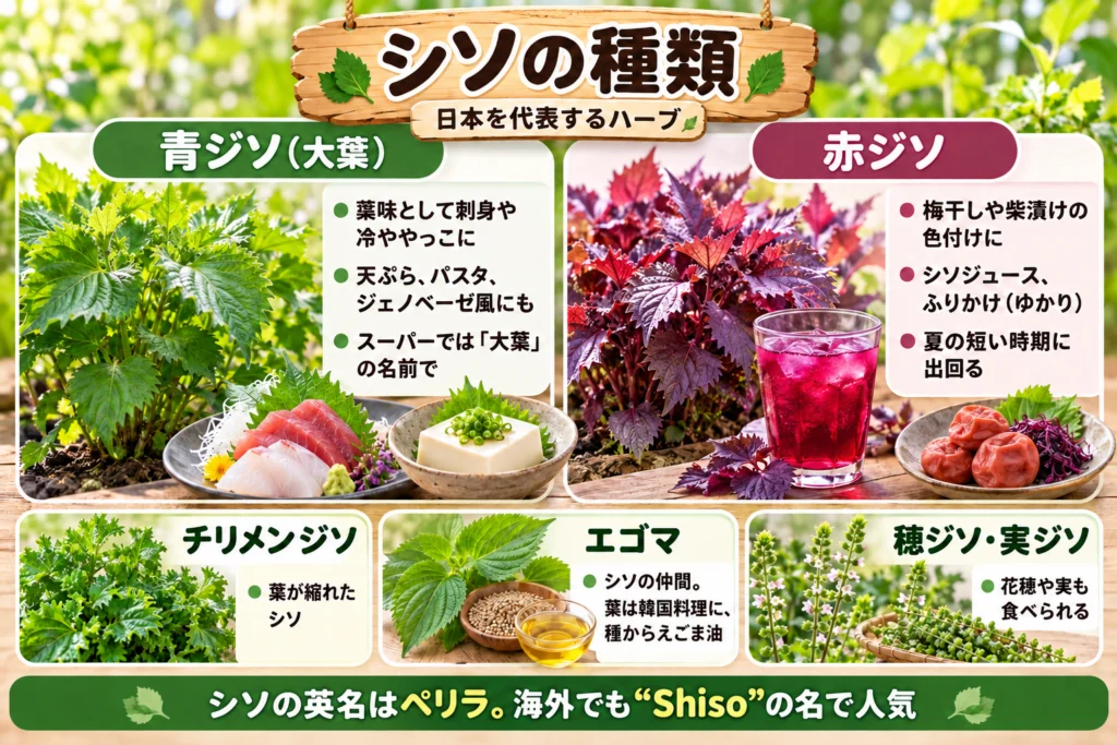 シソの種類（青ジソと赤ジソ）