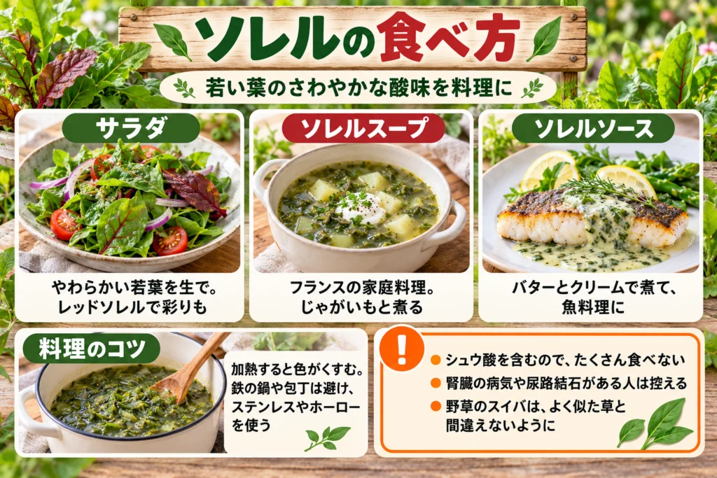 ソレルの食べ方(サラダ・スープ・ソース)
