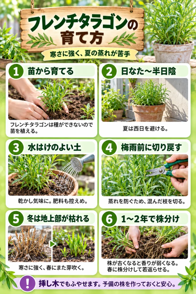 タラゴンの育て方