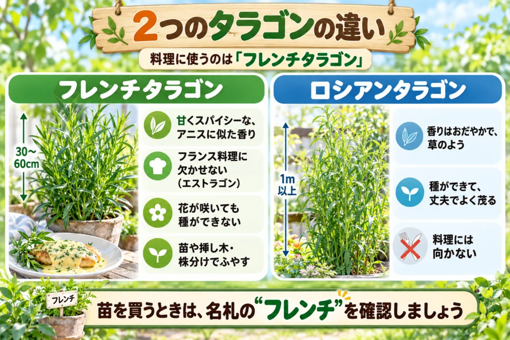 フレンチタラゴンとロシアンタラゴンの違い