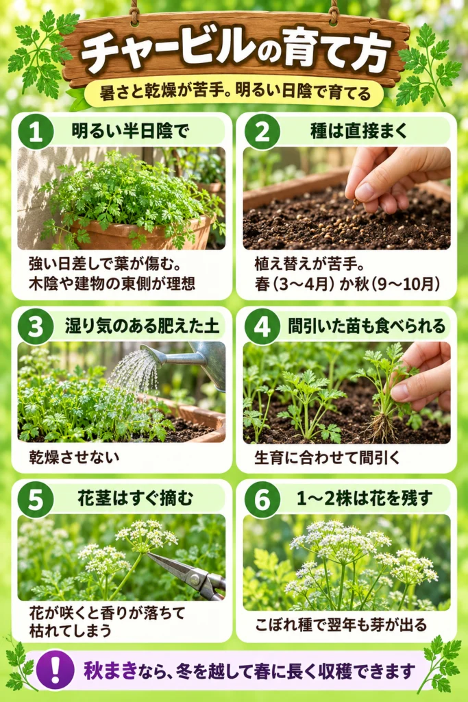 チャービルの育て方