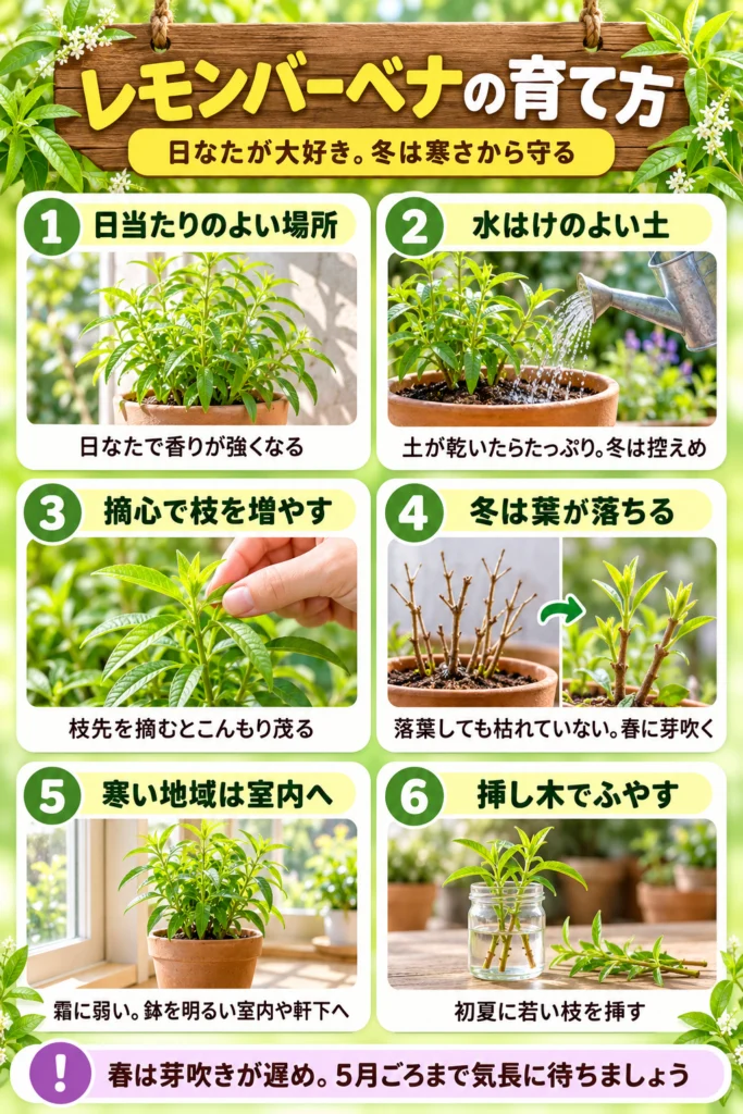レモンバーベナの育て方