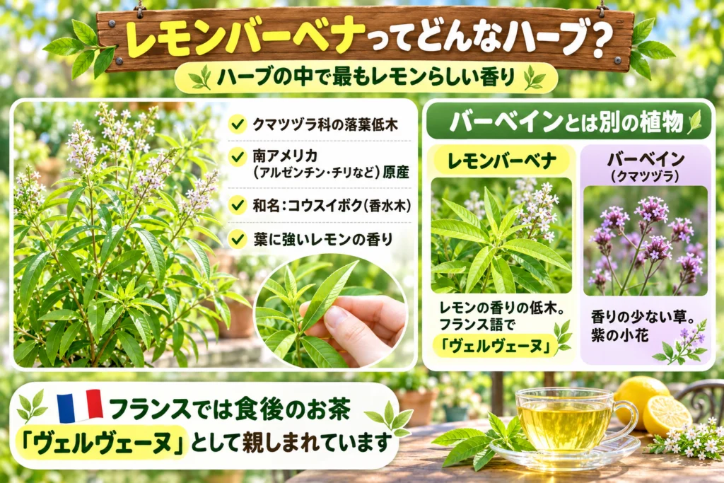 レモンバーベナとは？特徴とバーベインとの違い